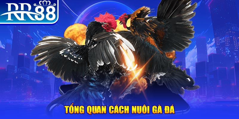 w88top tai game bai ve may