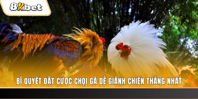 Giành Chủ Bull Bull