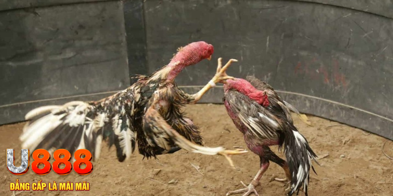 Sự lôi kéo mét